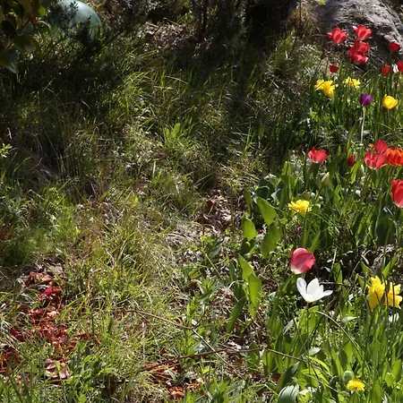 Il Nido Del Gufo ベッド・アンド・ブレックファスト Vezzi Portio